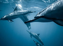 相亲对象c1v1,相亲对象c1v1教练沈茹茹